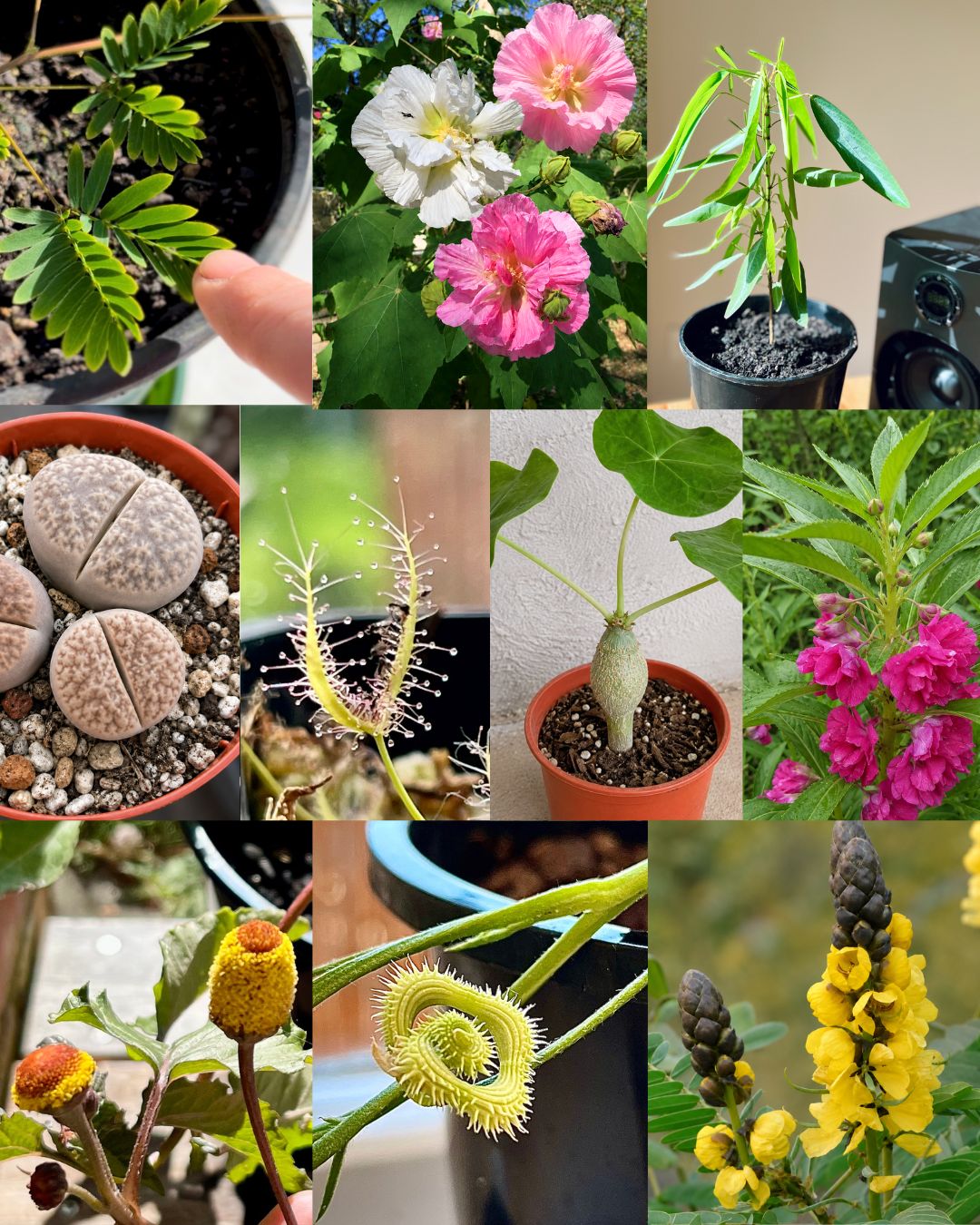 SPRING WONDER BOXES