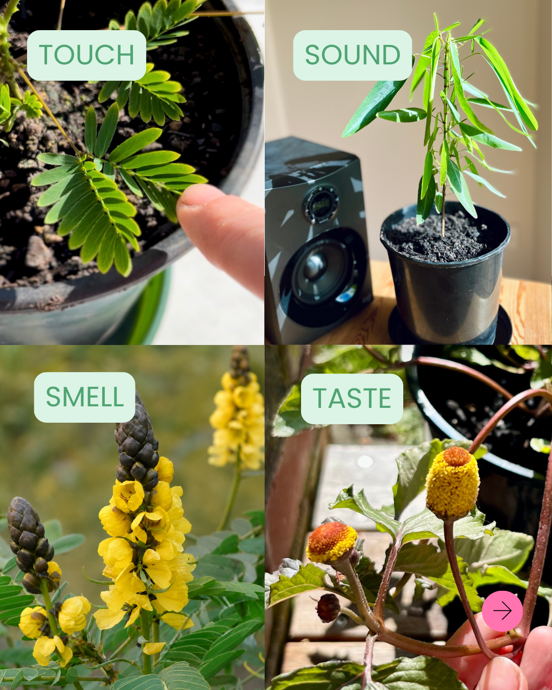 THE SENSORY BOX – Single Delivery